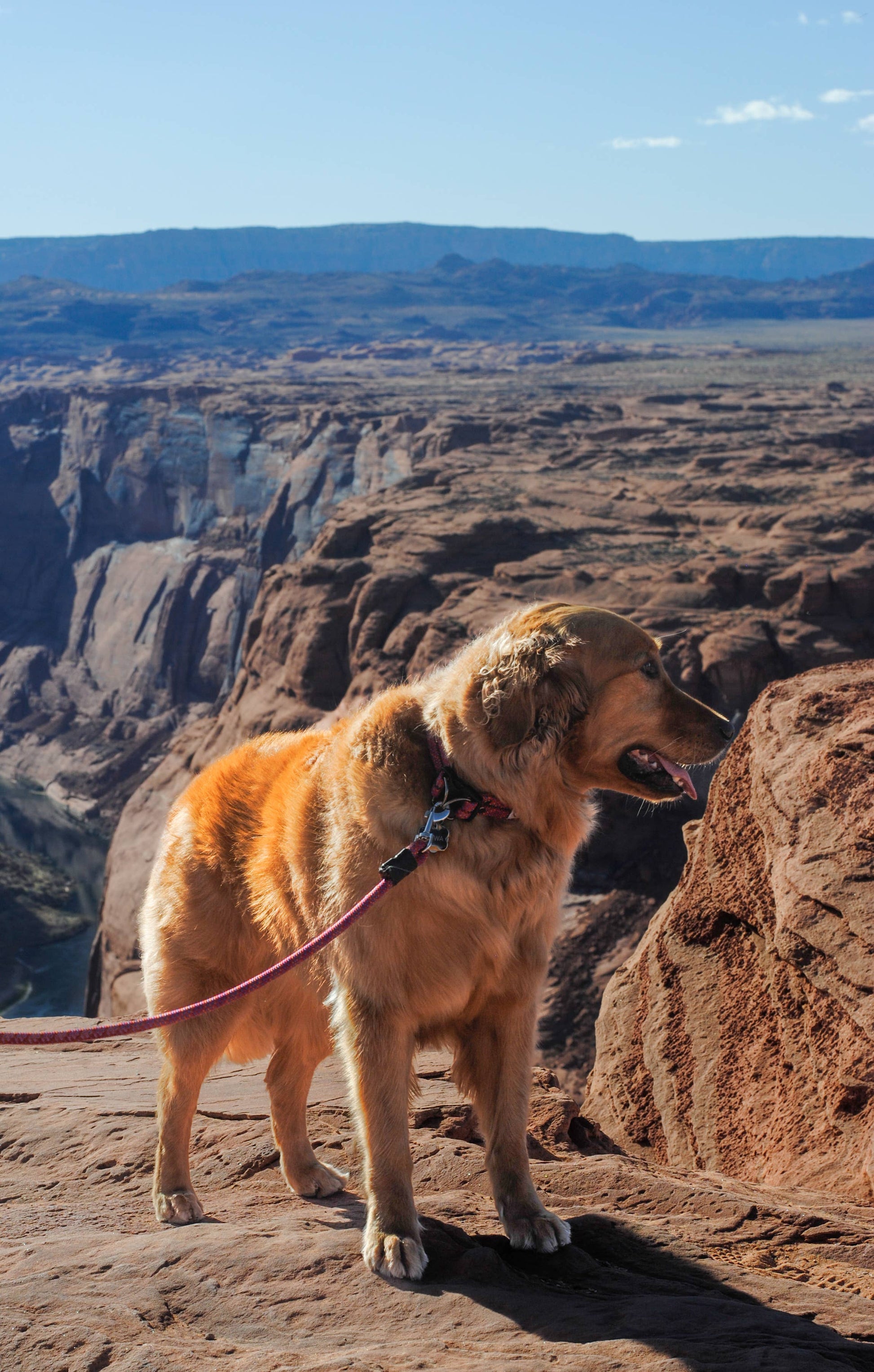 Fitz Outfitters - Dog leash made from retired climbing rope-Goodwynn'sGoodwynn's