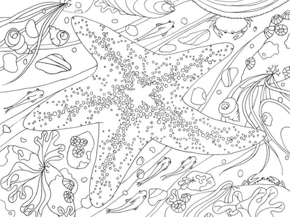 Mountaineers Books - Pacific Northwest Nature Coloring Book