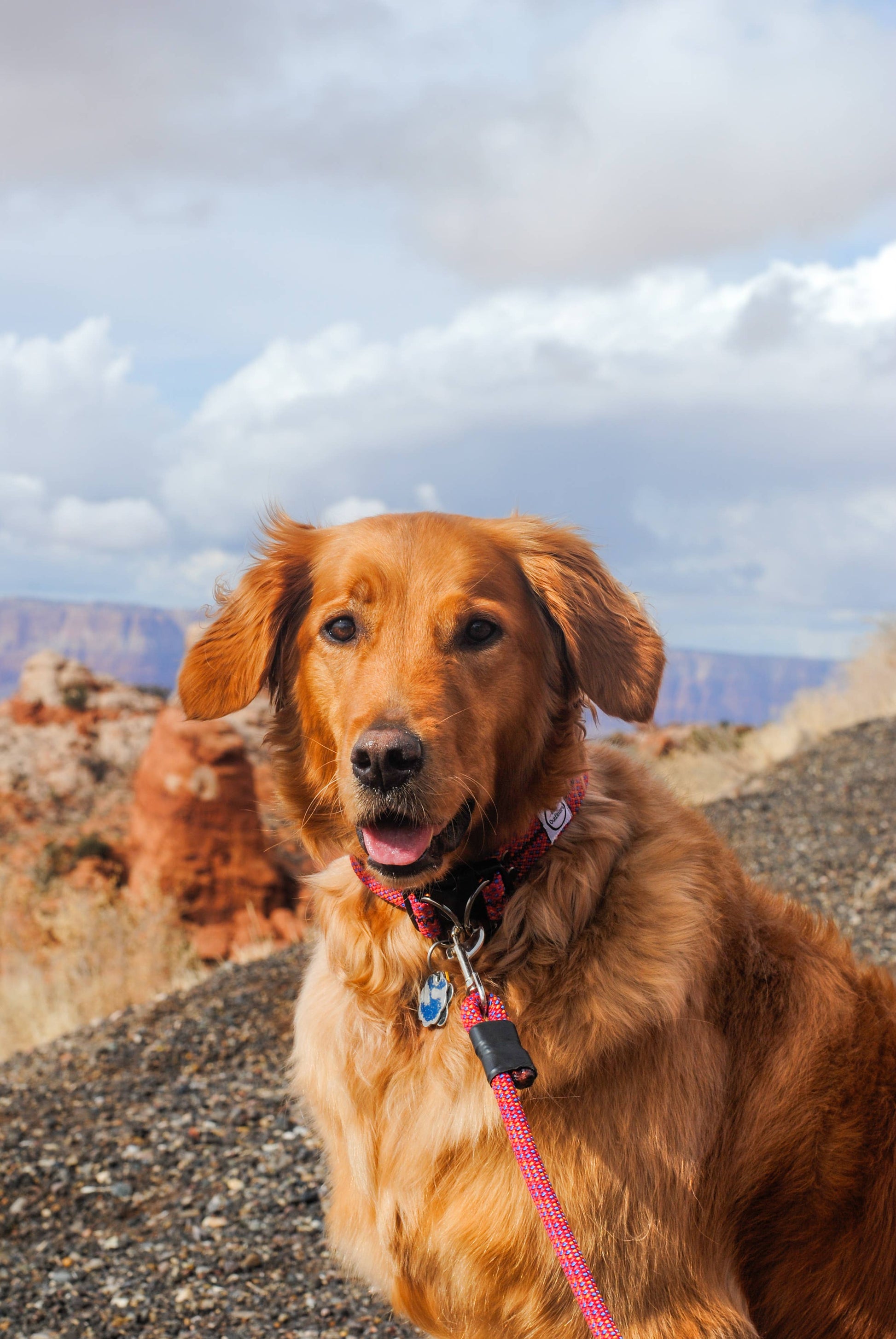 Fitz Outfitters - Upcycled dog collar made from retired climbing rope-Goodwynn'sGoodwynn's
