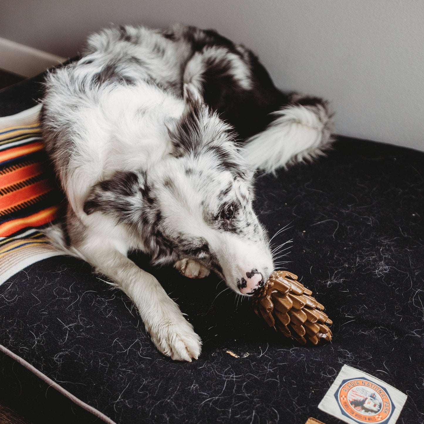 Loblola - Loblolly Pinecone Puzzle Dog Toy
