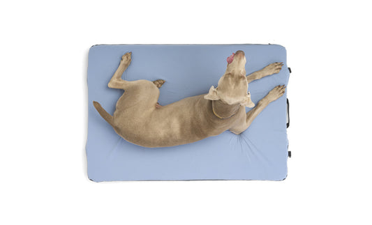 files/ColtonJacobs_20220423_Large_DogBed_TopDown_wDog.jpg-Goodwynn's